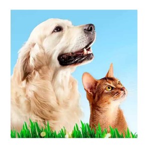 pets_cat