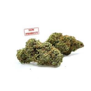 glasshouseharleykush7