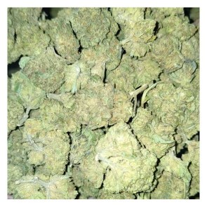 glasshousespecial2
