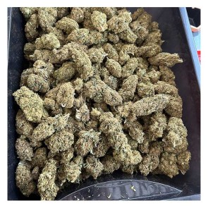 greenhouseharley2